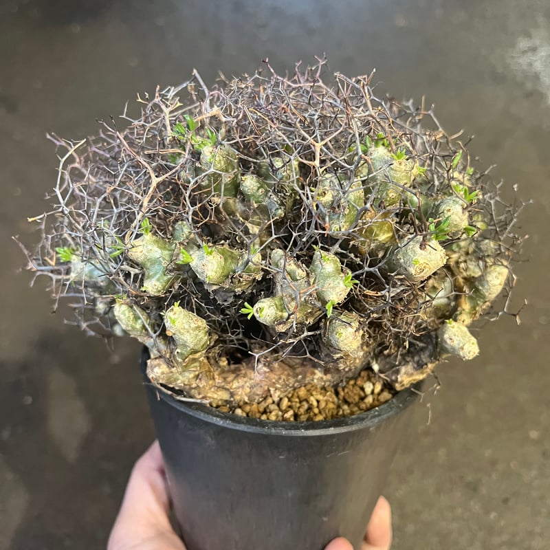 万物想 チレコドン万物想の基本情報・育て方｜多肉植物・サボテン図鑑