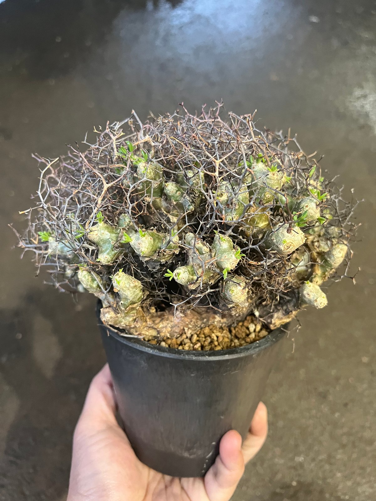 チレコドン・レティキュラータス アフロタイプ チレコドン レティキュラーツス 