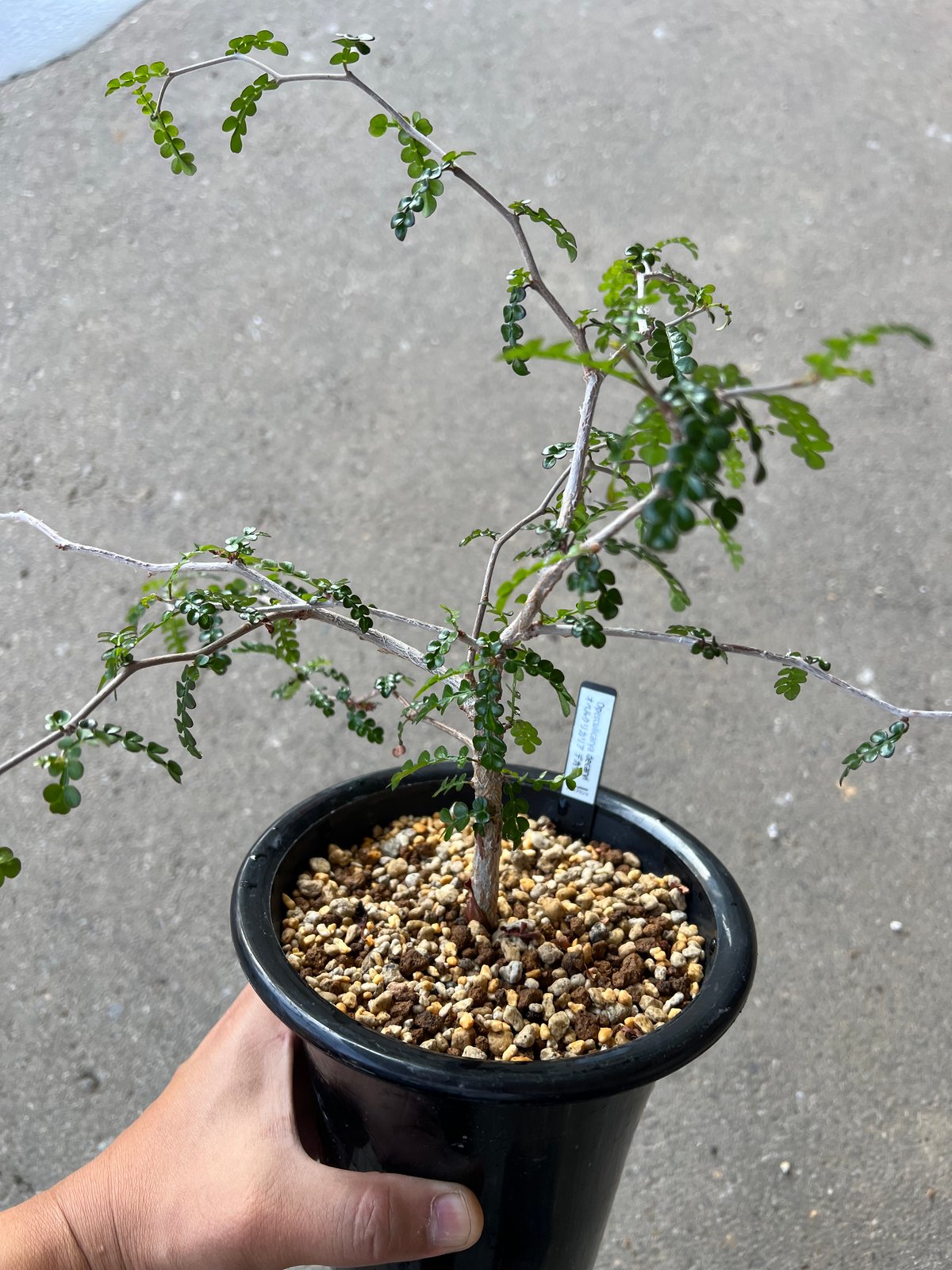 オペルクリカリア デカリー | STELLA.PLANTS