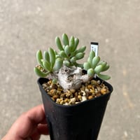 オトンナ クラビフォリア 5