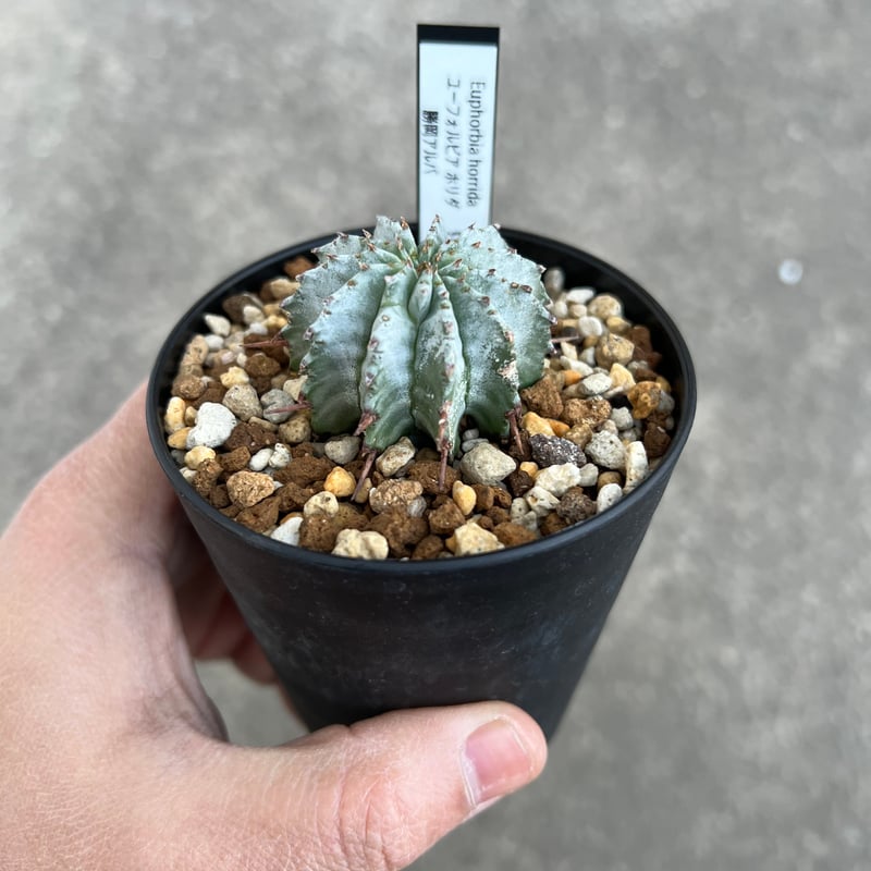 ユーフォルビア ホリダ 勝岡タイプ | STELLA.PLANTS ユーフォルビア ホリダ 勝岡タイプ | STELLA.PLANTS