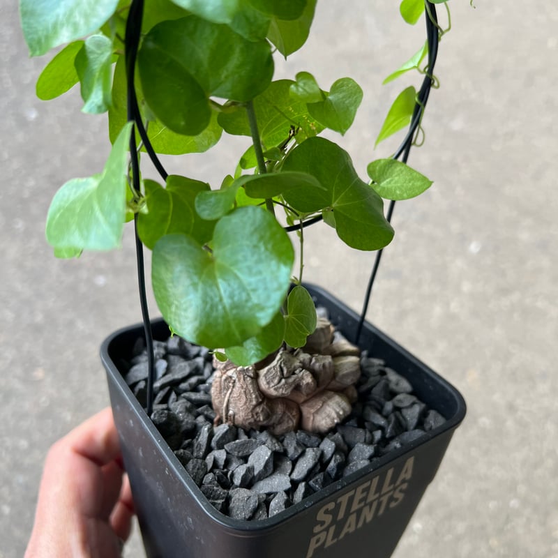 亀甲竜2 アフリカ亀甲竜 2 | STELLA.PLANTS