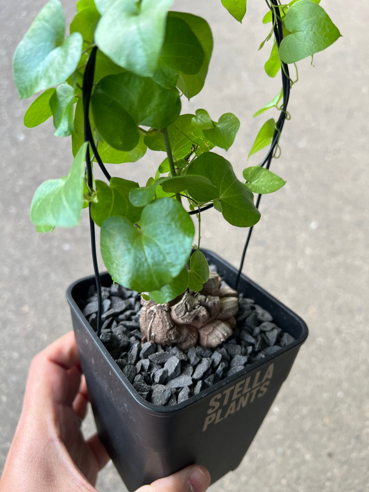 アフリカ亀甲竜 2 | STELLA.PLANTS