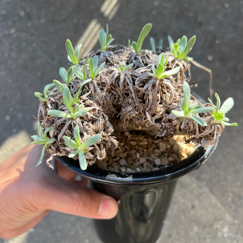 オトンナ レトロルサ | STELLA.PLANTS