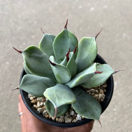 イシスメンシス一本刺タイプ 3
