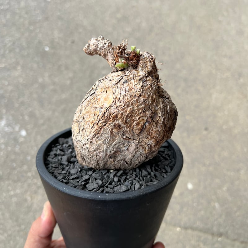 ペラゴニウム　トリステ　鉢付き 宝石のような観葉植物のお店 【Jewelry Plant】 ペラルゴニウム