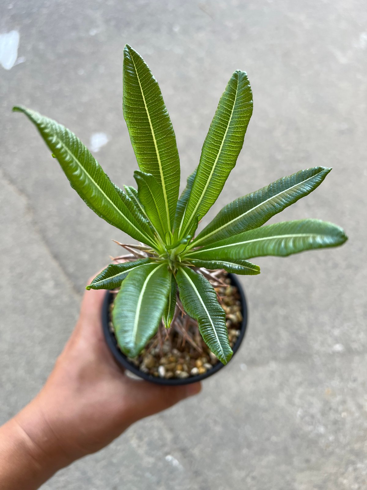 幹太　パキポディウム　アンボンゲンセ　接木 幹太 パキポディウム アンボンゲンセ 接木 幹太 パキポディウム