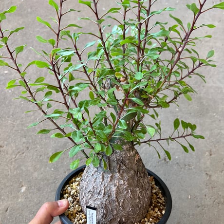 フォークイエリアファシクラータ | STORES 