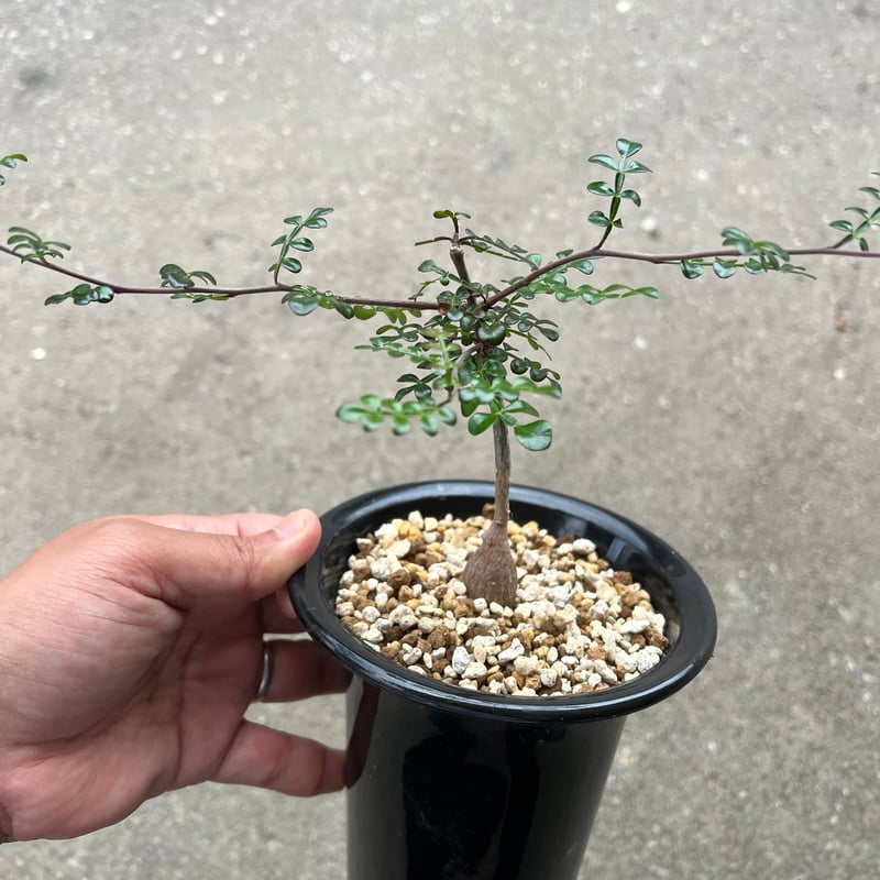 オペルクリカリア デカリー | STELLA.PLANTS オペルクリカリア デカリー | STELLA.PLANTS