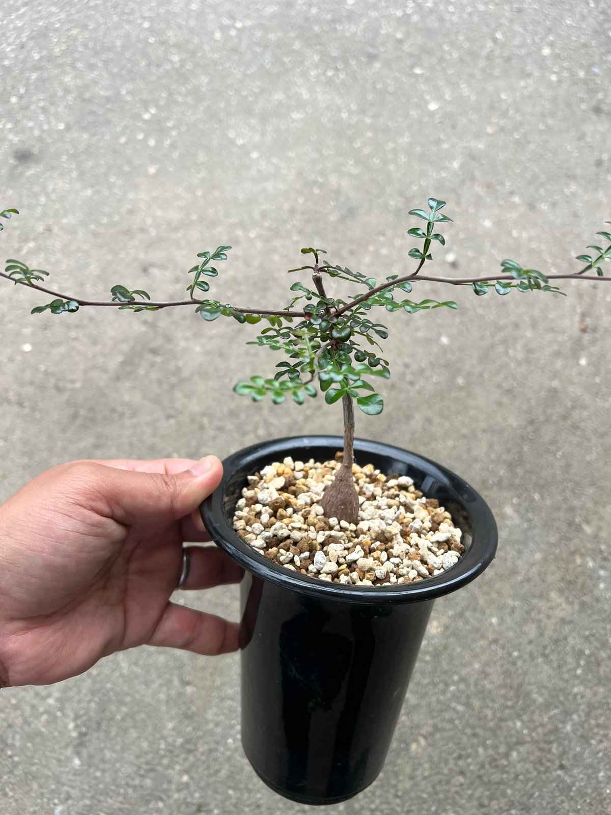 オペルクリカリア デカリー | STELLA.PLANTS オペルクリカリア デカリー | STELLA.PLANTS