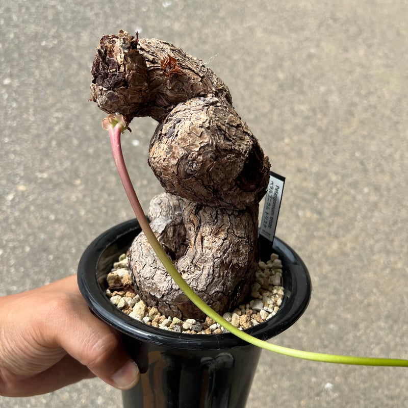 特大！！！　ペラルゴニウム　トリステ　丸株 ペラルゴニウム トリステ | STELLA.PLANTS