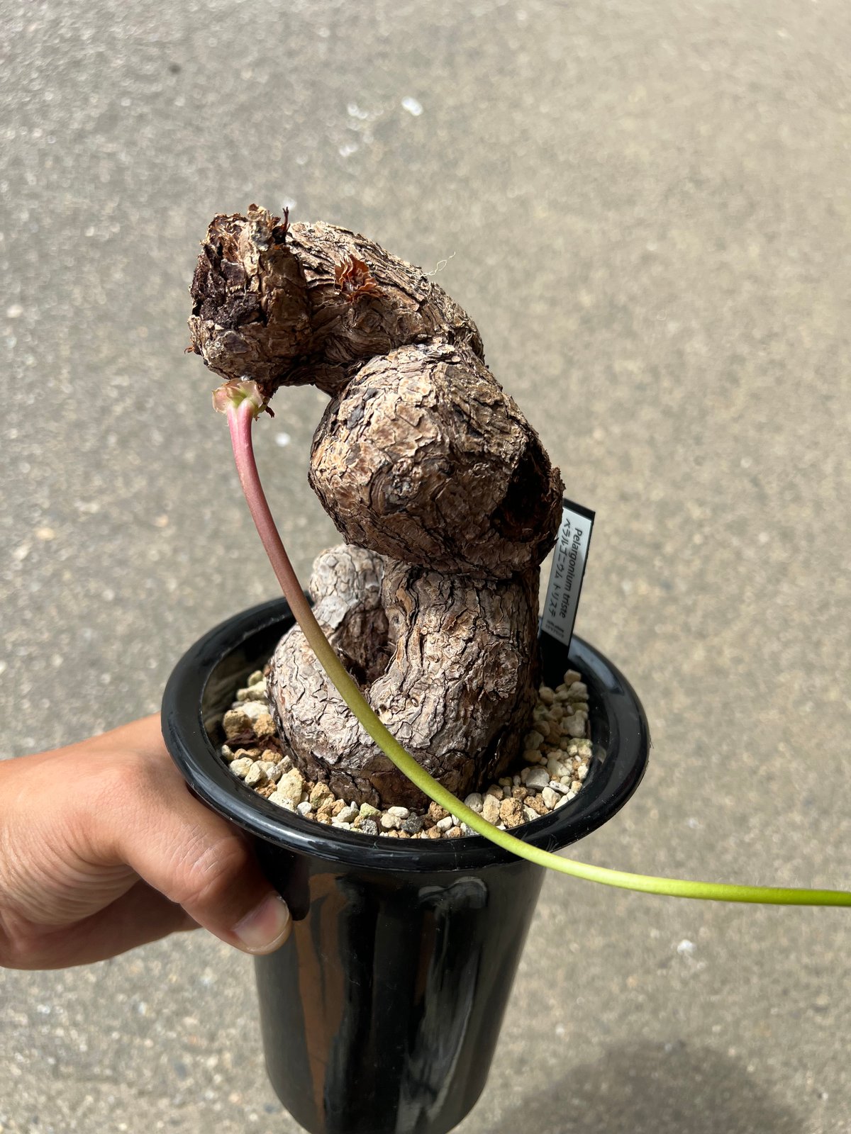 ペラルゴニウム トリステ | STELLA.PLANTS