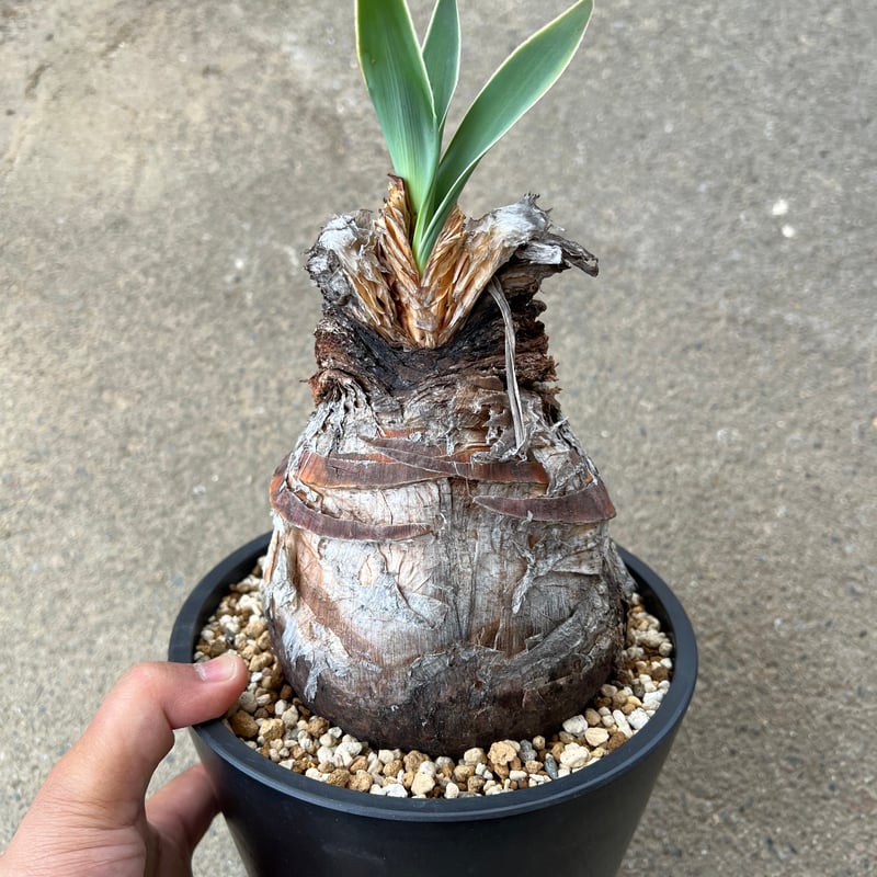 ブーファン ディスティチャ ブーファン ディスティチャ | STELLA