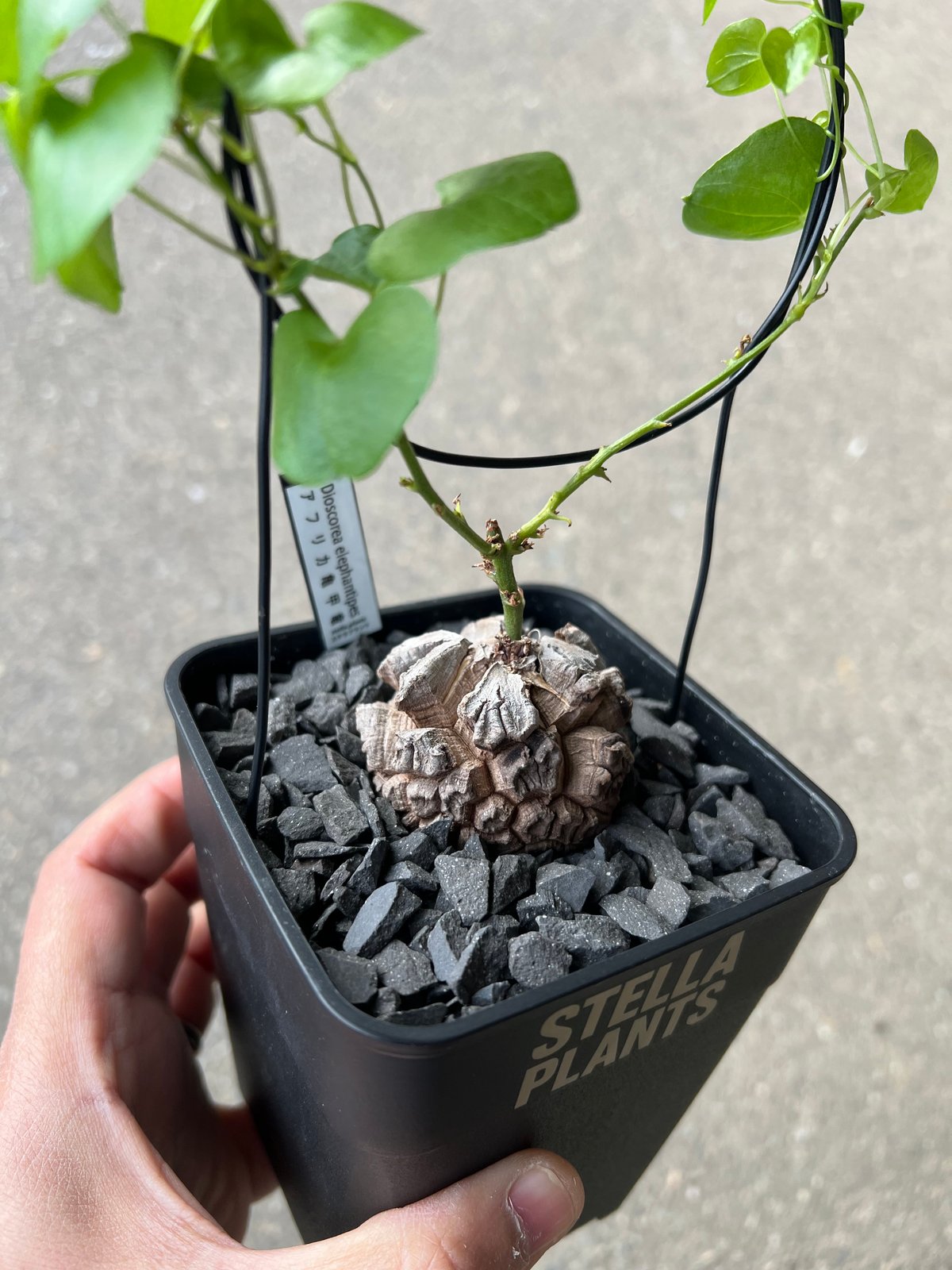 アフリカ亀甲竜 4 | STELLA.PLANTS