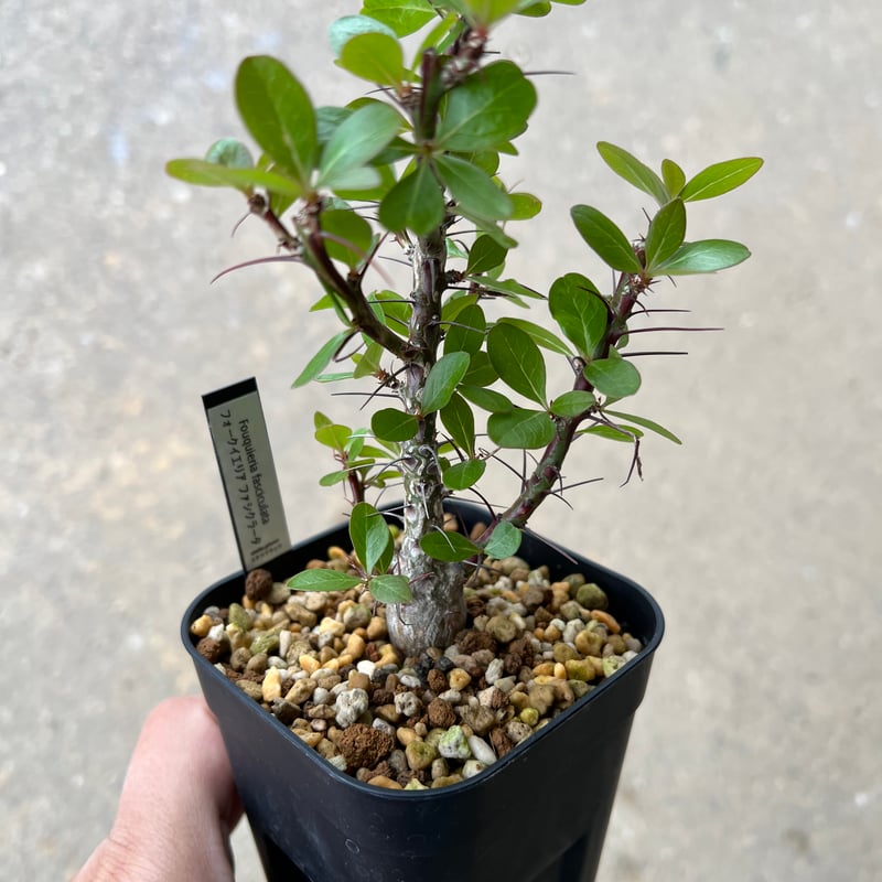 フォークイエリア ファシクラータ | STELLA.PLANTS フォークイエリア ファシクラータ | STELLA.PLANTS