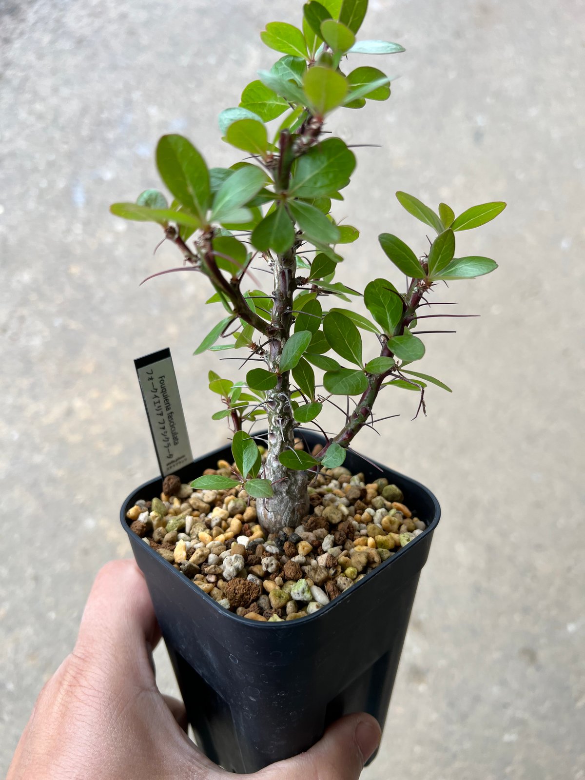 フォークイエリア ファシクラータ 2頭 GC① フォークイエリア ファシクラータ | hanayoshi-botanical
