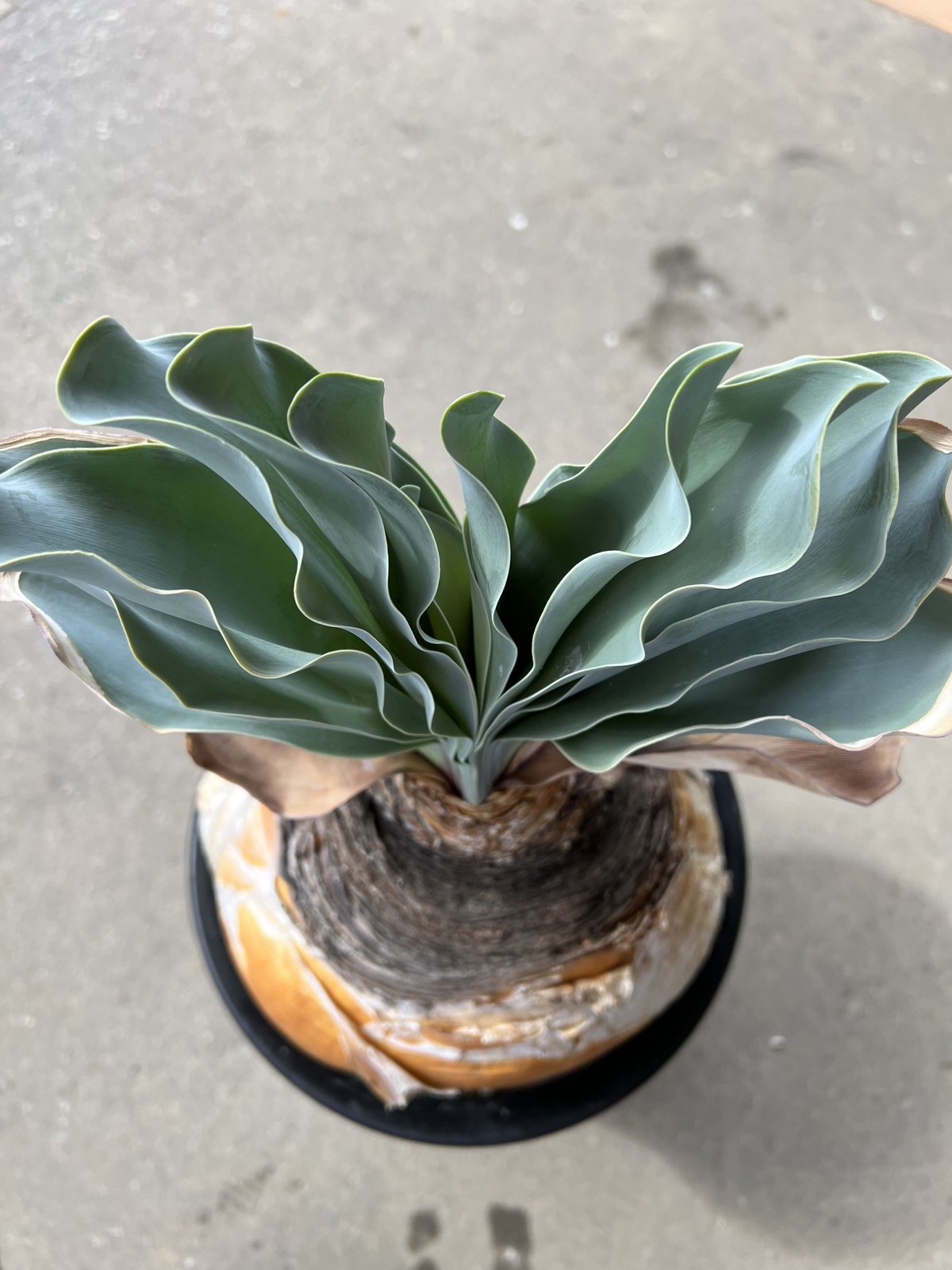 ブーファン ハエマンソイデス | STELLA.PLANTS