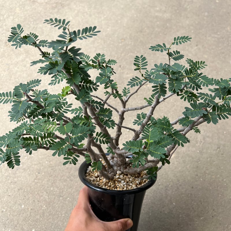 センナ メリディオナリス | STELLA.PLANTS センナ メリディオナリス | STELLA.PLANTS