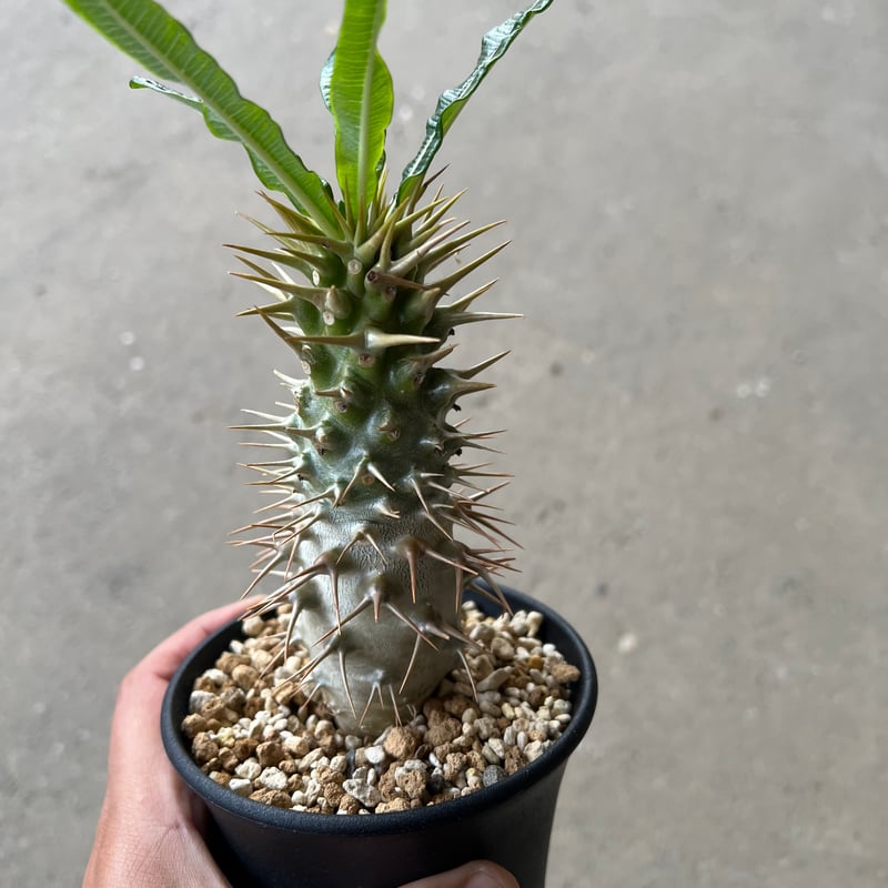 パキポディウム アンボンゲンセ × invisible ink 鉢　抜き苗 パキポディウム アンボンゲンセ4 | STELLA.PLANTS