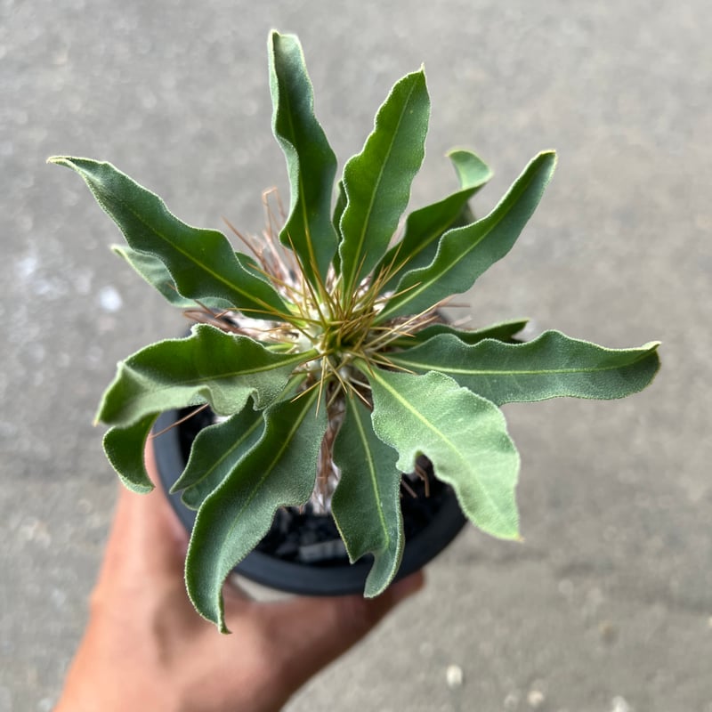 パキポディウム ナマクアナム 光堂1 | STELLA.PLANTS