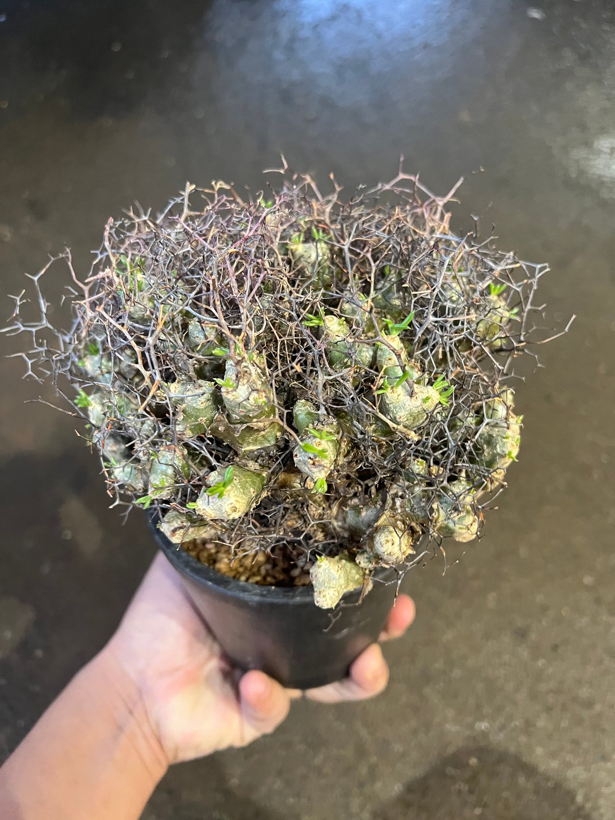 【アフロタイプ★これは凄いです★大特価】　チレコドン　レティキュラーツス　万物想 アフロタイプ☆これは凄いです☆大特価】 チレコドン レティ