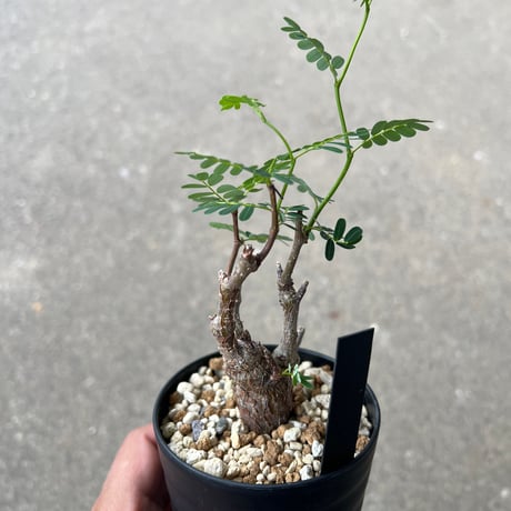 センナ メリディオナリス2