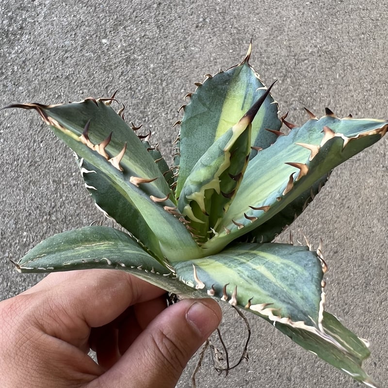 アガベ チタノタ 縞斑 | STELLA.PLANTS