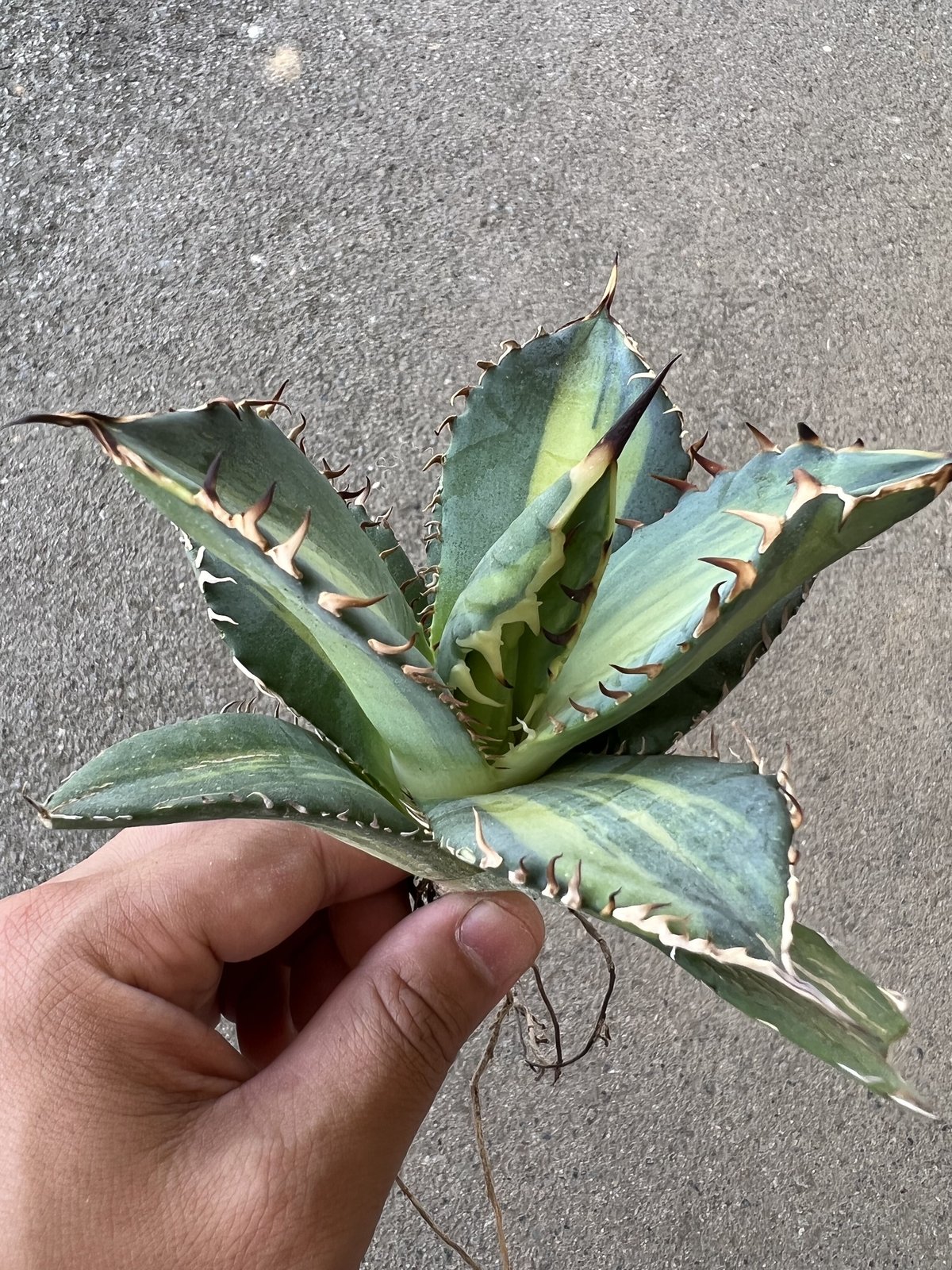 アガベ チタノタ 縞斑 | STELLA.PLANTS アガベ チタノタ 縞斑 | STELLA.PLANTS