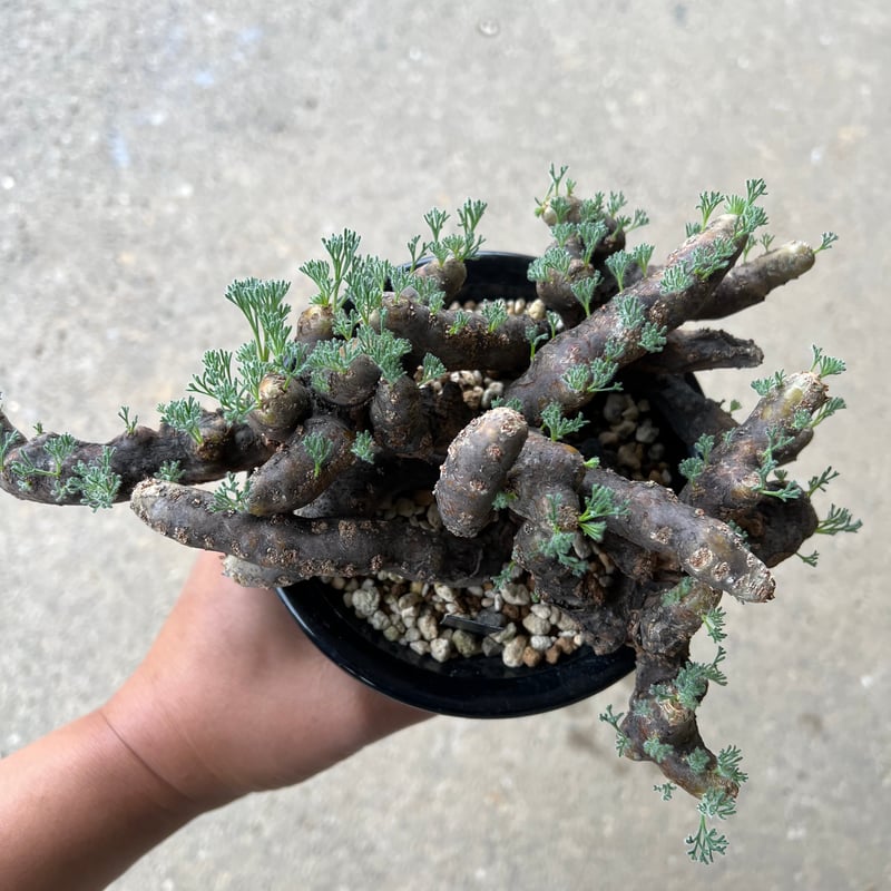 モンソニア　ムルチフィダ モンソニア・ムルチフィダ実生① （Sarcocaulon multifidum