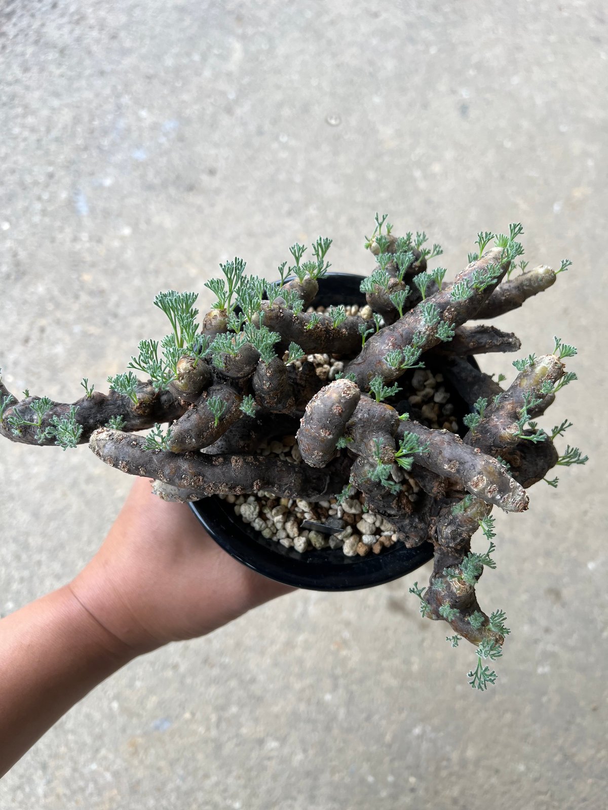 モンソニア ムルチフィダ | STELLA.PLANTS