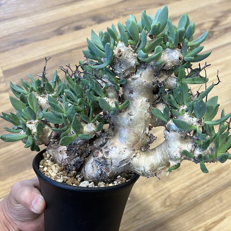 チレコドン レティキュラーツス 万物想 | STELLA.PLANTS チレコドン レティキュラーツス 万物想 | STELLA.PLANTS