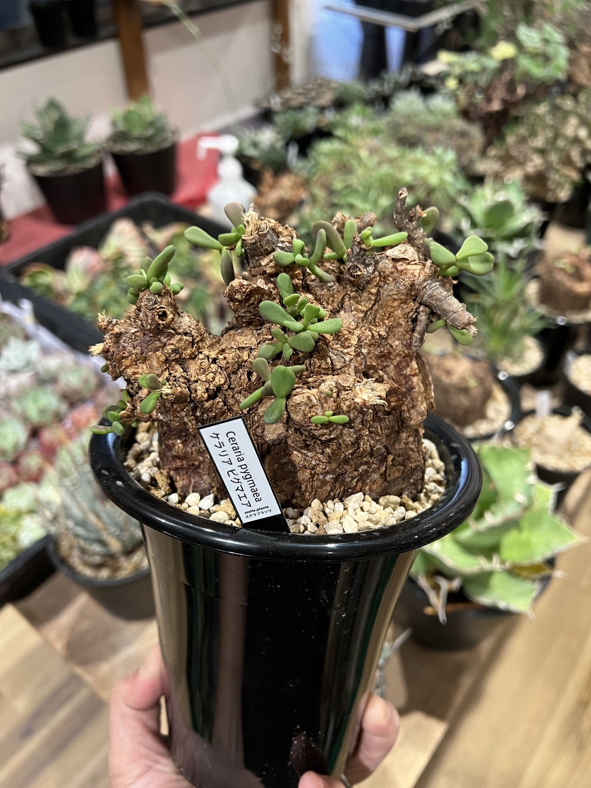 ケラリアピグマエア 大株 発根活着 冬型 - 植物/観葉植物