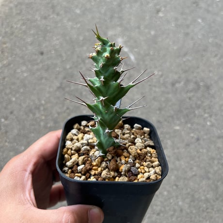 ユーフォルビアサピニー　検/ギムノカリキオイデス　ベネニフィカ　オベサ鉄甲 ユーフォルビアサピニー 検/ギムノカリキオイデス ベネニフィカ