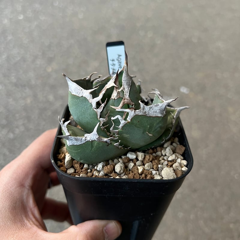 アガベ SAD（発根済み、鉢ごと発送） アガベ SAD（発根済み、鉢ごと