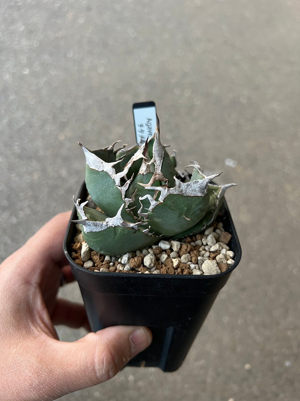 アガベ チタノタ SAD 1 | STELLA.PLANTS