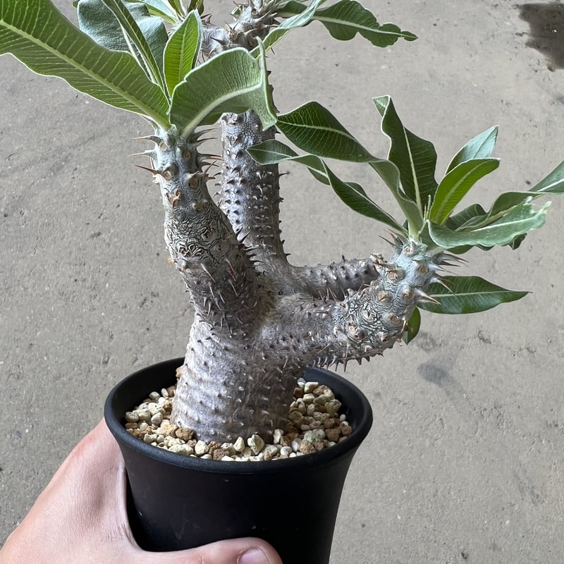 パキポディウム マカイエンセ | STELLA.PLANTS パキポディウム マカイエンセ | STELLA.PLANTS