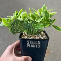 ユーフォルビア 麒麟角錦綴化1