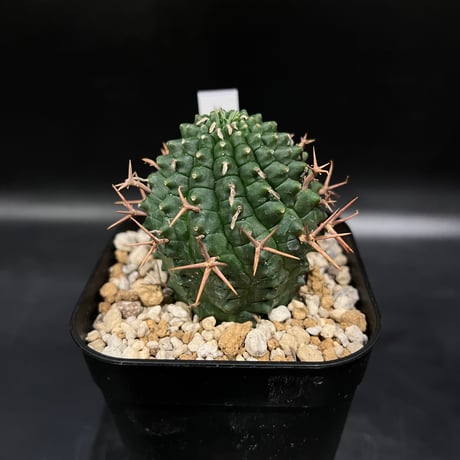 ユーフォルビア 群星冠 ステリスピナ （2024.09.27 ユーフォルビア  