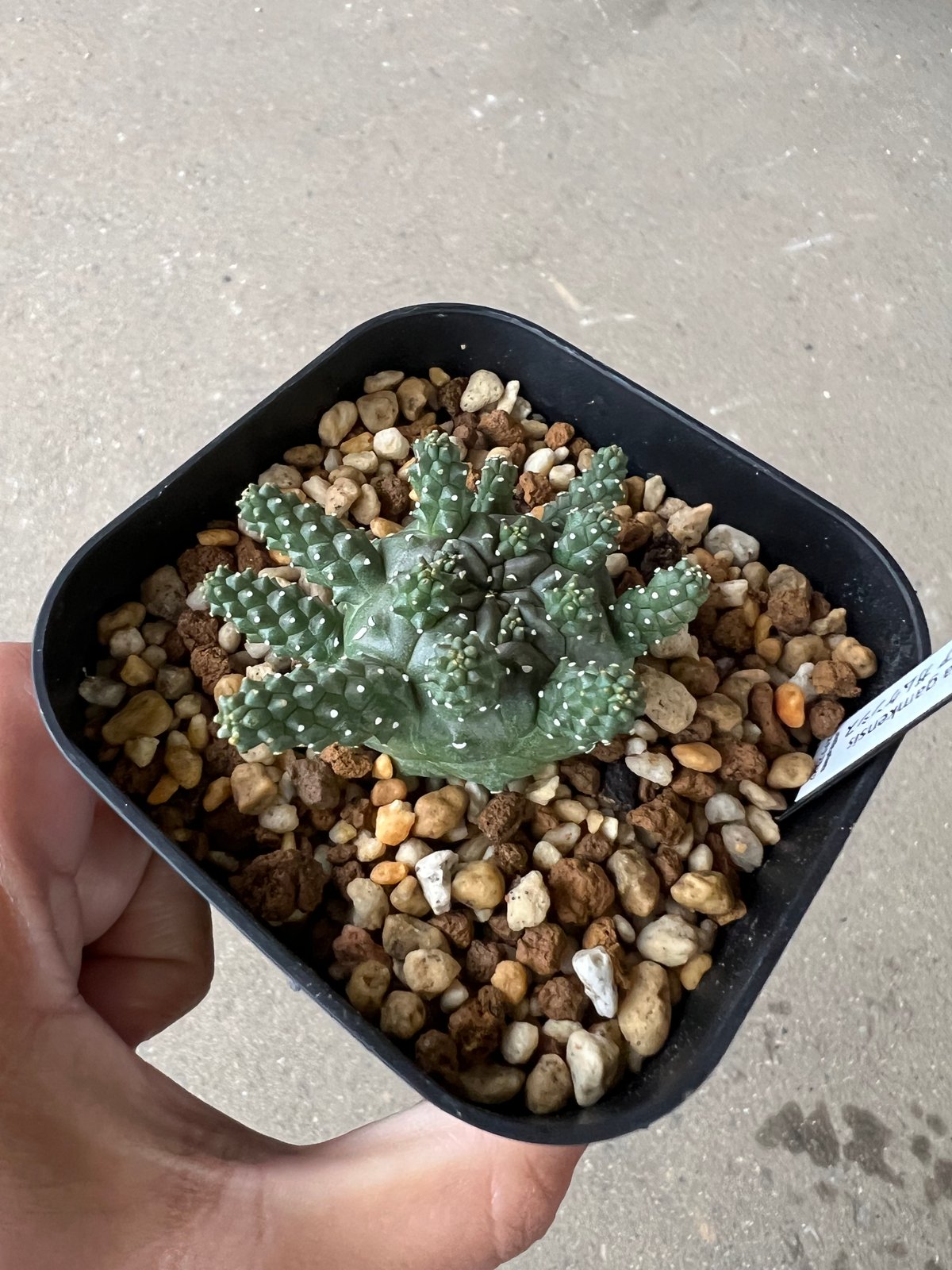 ユーフォルビア ガムケンシス | STELLA.PLANTS ユーフォルビア ガムケンシス | STELLA.PLANTS