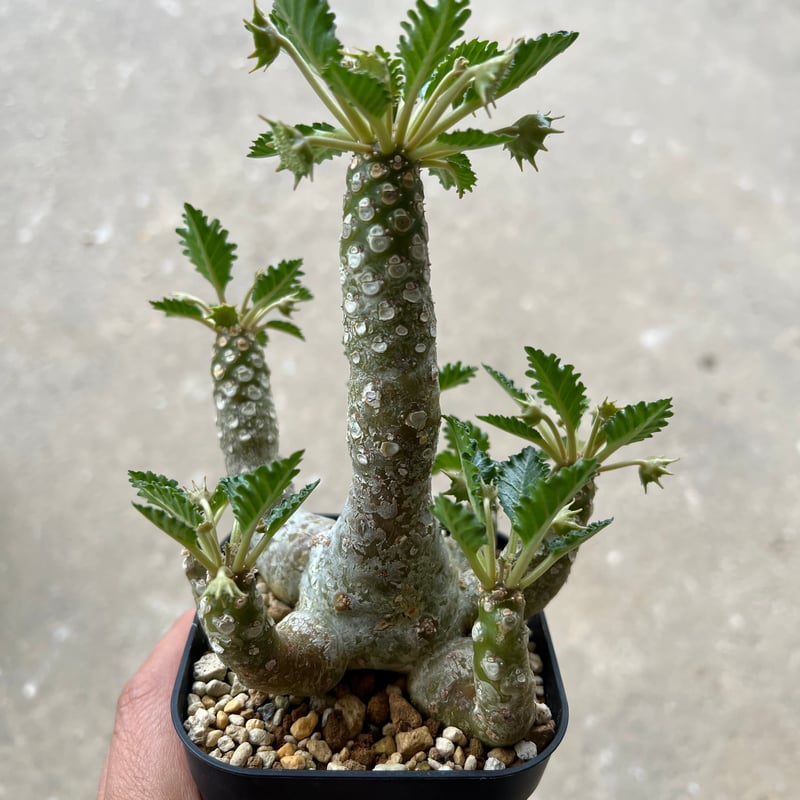 【開花株】ドルステニア　ホルウッディ錦　実生株　ポットごと発送 開花株】ドルステニア ホルウッディ錦 実生株 ポットごと発送