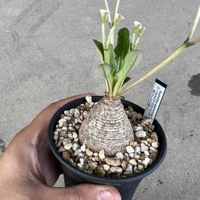 ユーフォルビア フィッシュボーン フィッシュスケール ②