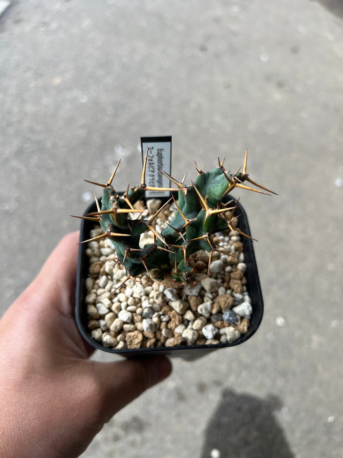 ユーフォルビア クラビゲラ カキコ ユーフォルビア クラビゲラ Euphorbia clavigera no.41816