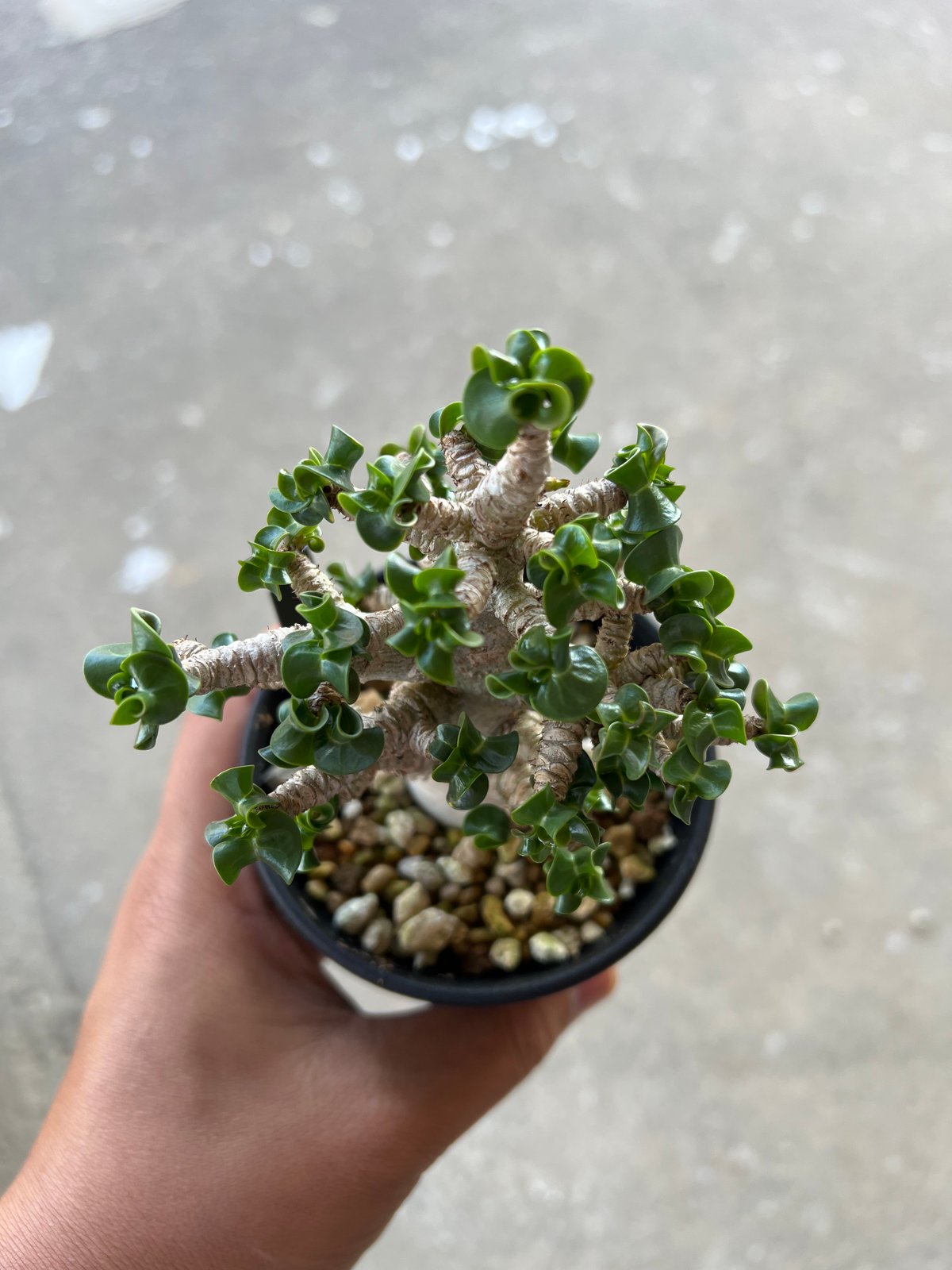 アデニウム D.H.A 獅子葉 3 | STELLA.PLANTS