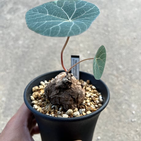 【極美株/塊根植物】ステファニア カウィーサキー　コレクション大株　発根済み 極美株/塊根植物】ステファニア カウィーサキー コレクション大