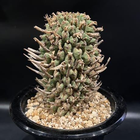 ユーフォルビア スコエランディ　闘牛角