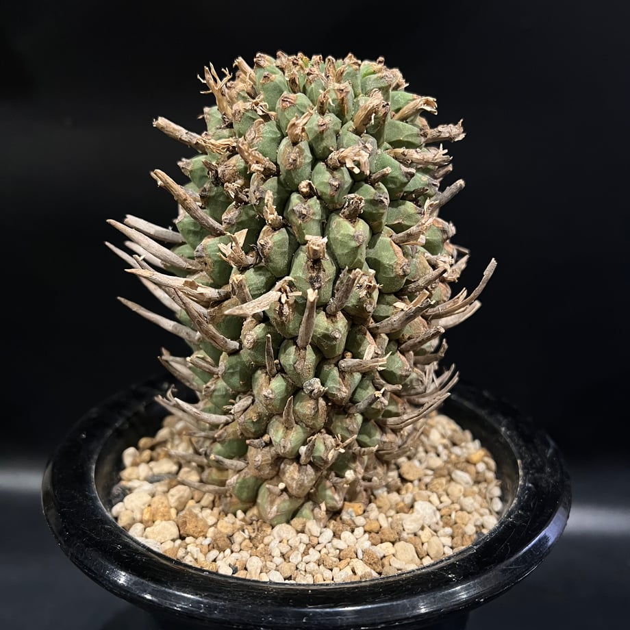 675a97f6ff050403b9fb91dc