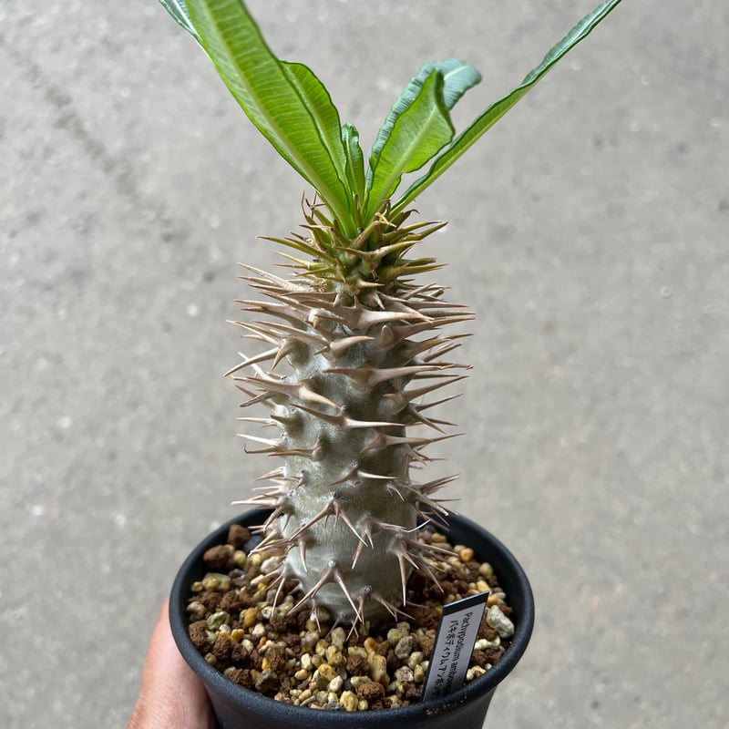 パキポディウム アンボンゲンセ × invisible ink 鉢　抜き苗 2024年新作入荷 パキポディウム STELLA.PLANTS | アンボンゲンセ