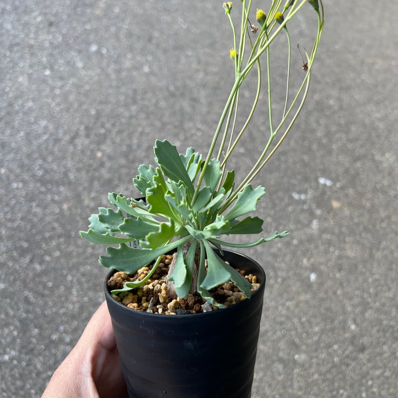 オトンナ スタインコフ×ユーフォルビオイデス | STELLA.PLANTS