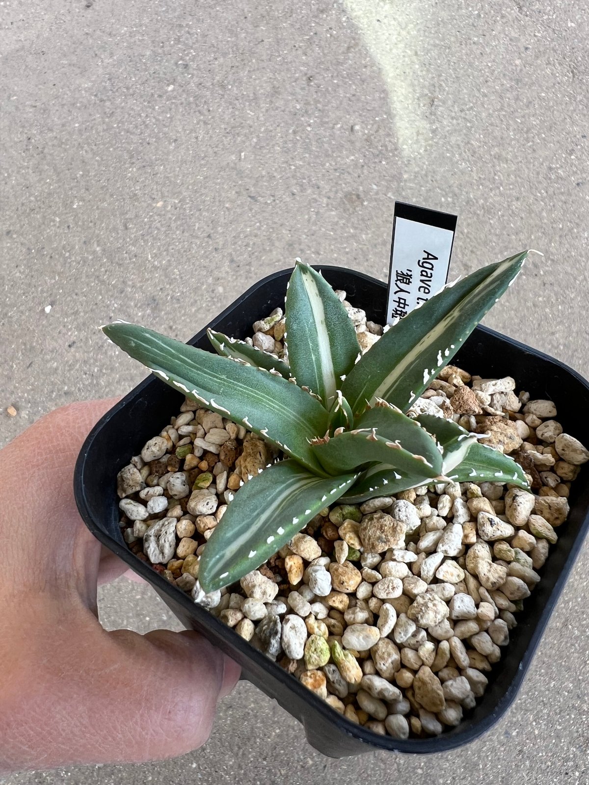 アガベ 中型鉢植えシーザーと狼人 アガベ チタノタ 狼人中斑 | STELLA.PLANTS
