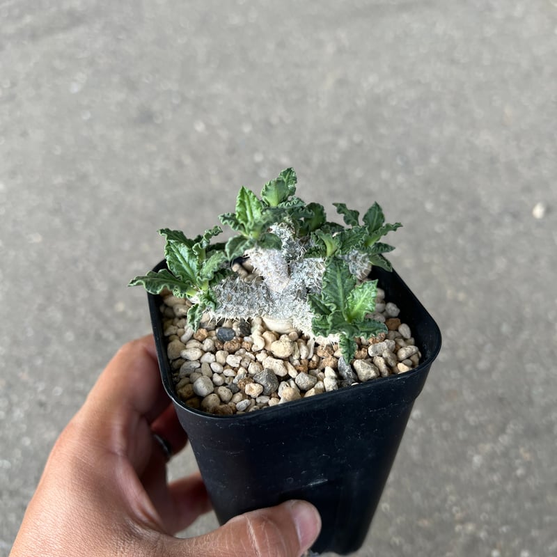 ユーフォルビア トゥレアレンシス | STELLA.PLANTS